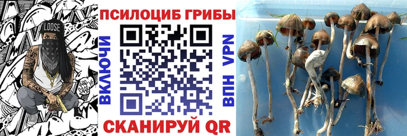Псилоцибиновые грибы GOLDEN TEACHER  где можно купить наркотик  Елец 